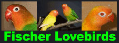 Fischer's Lovebird Aviary
