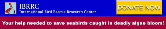International Bird Research Rescue Center
