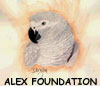 Alex Foundation