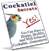 Cockatiel Secrets - Everything you should know about cockatiels!