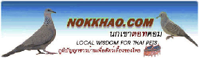 Nohhkoa.com: A Thai site about raising Zebra Doves
